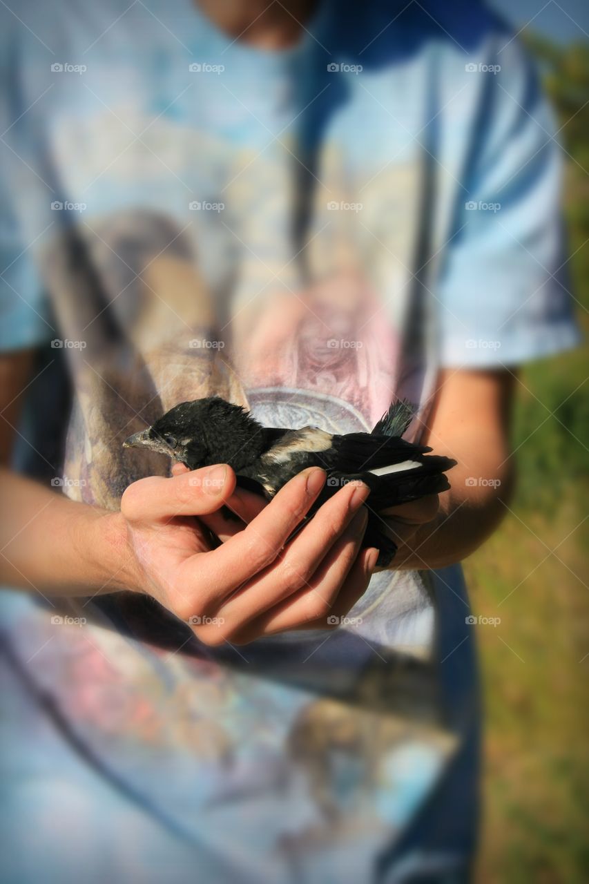 Baby magpie bird held in hands