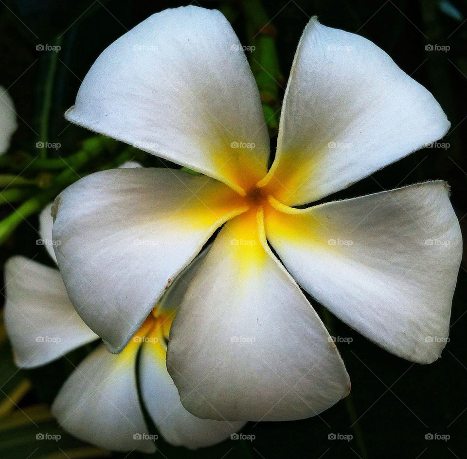 yellow flower white summer by delvec