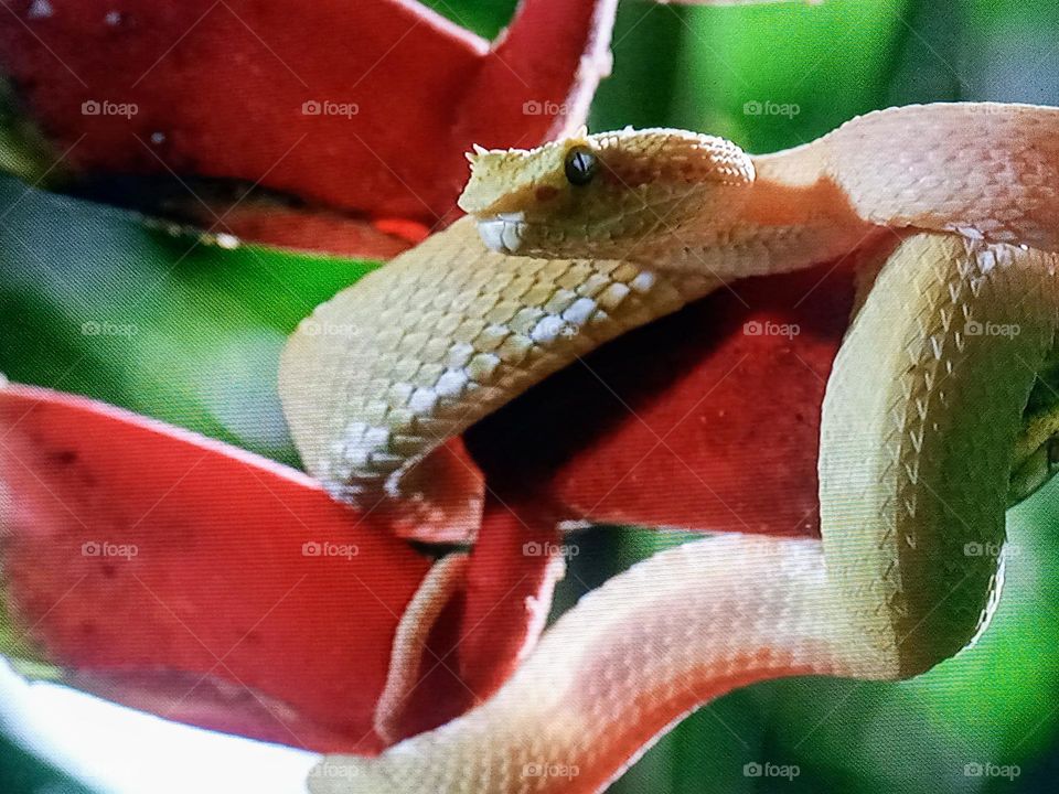 beautiful snake