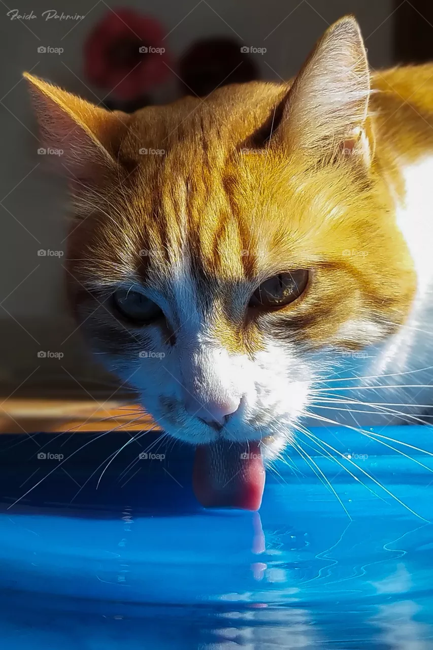 My Cat