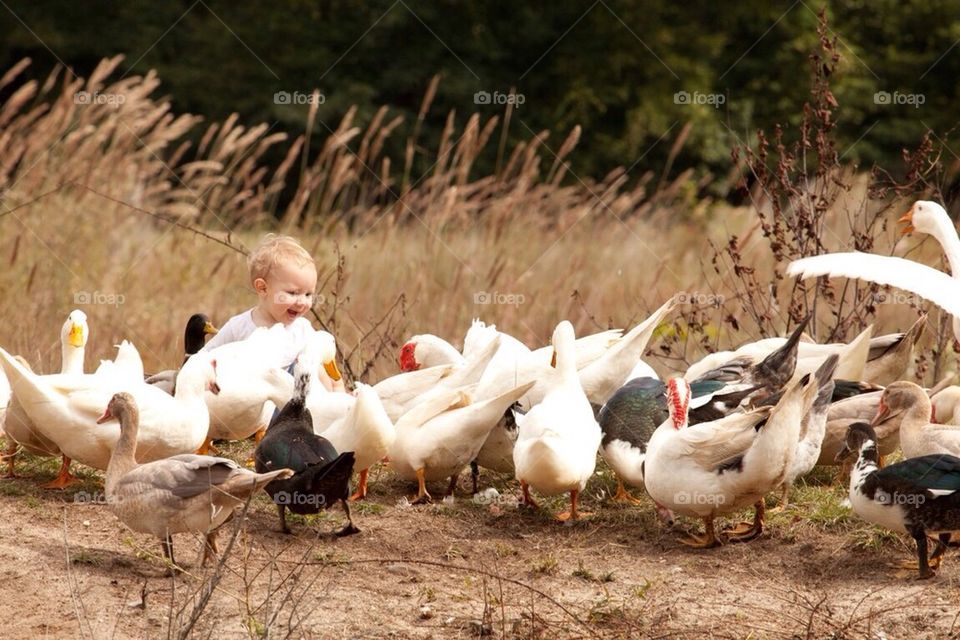 Playing with ducks 