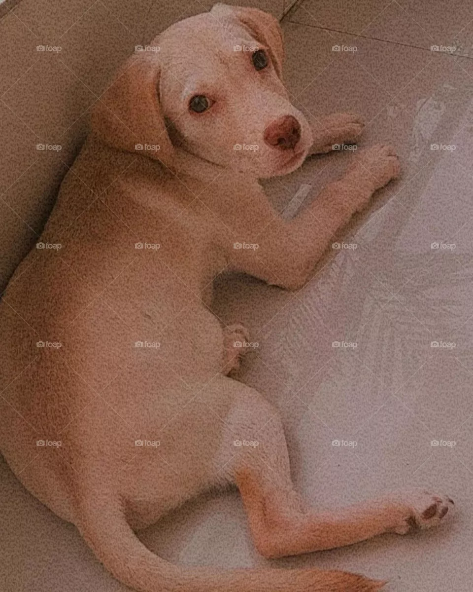 my most beautiful and cute puppy.