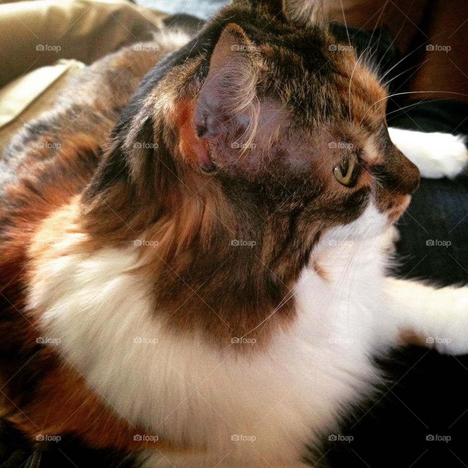 Carrie the Calico 