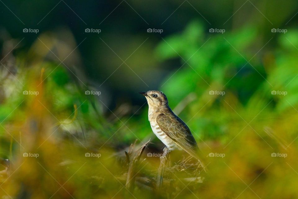 Beautiful and cute bird