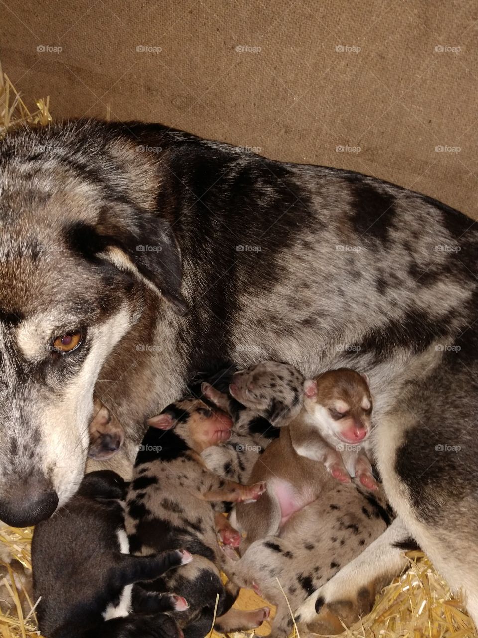 momma and puppies