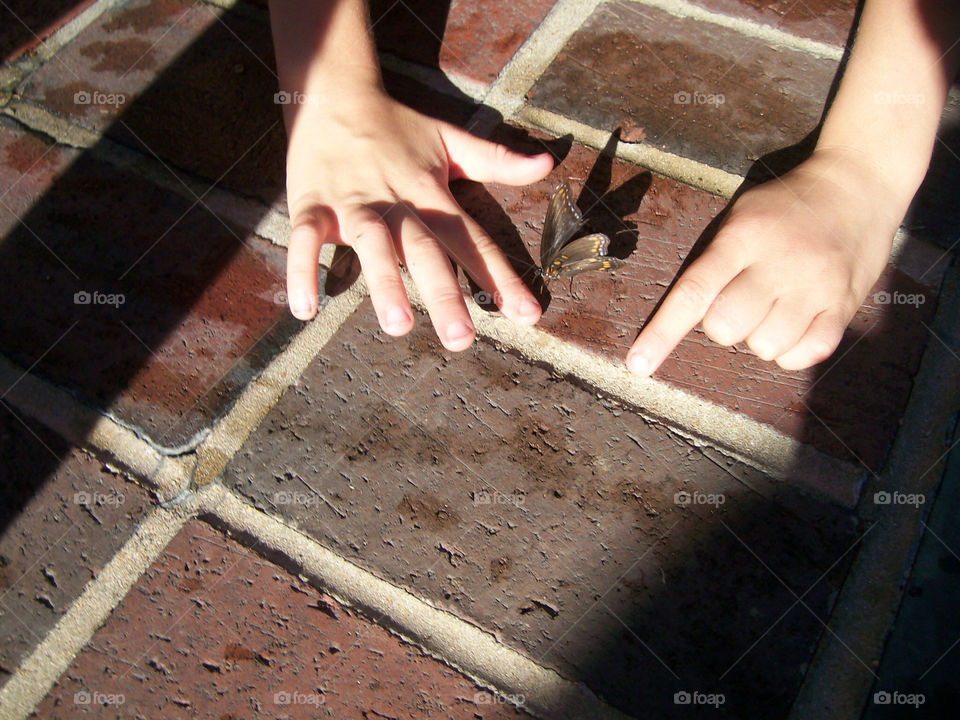 Young hands of wonder of a butterfly 