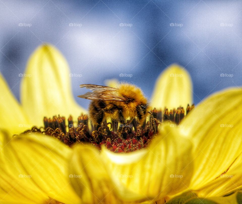 A bumble Bee collecting pollen on a bright yellow sunflower with a blue sky background.