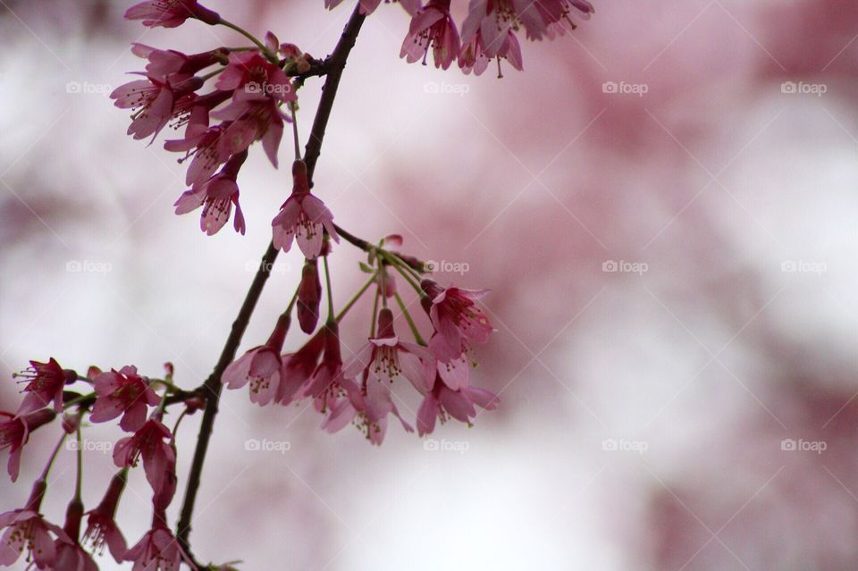 Spring in Germany is always very colorful and colorful.  there are a lot of great spots
