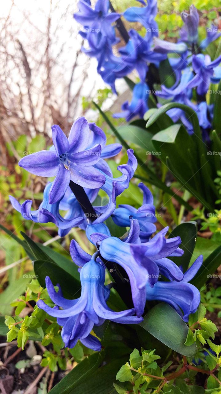 Hyacinths