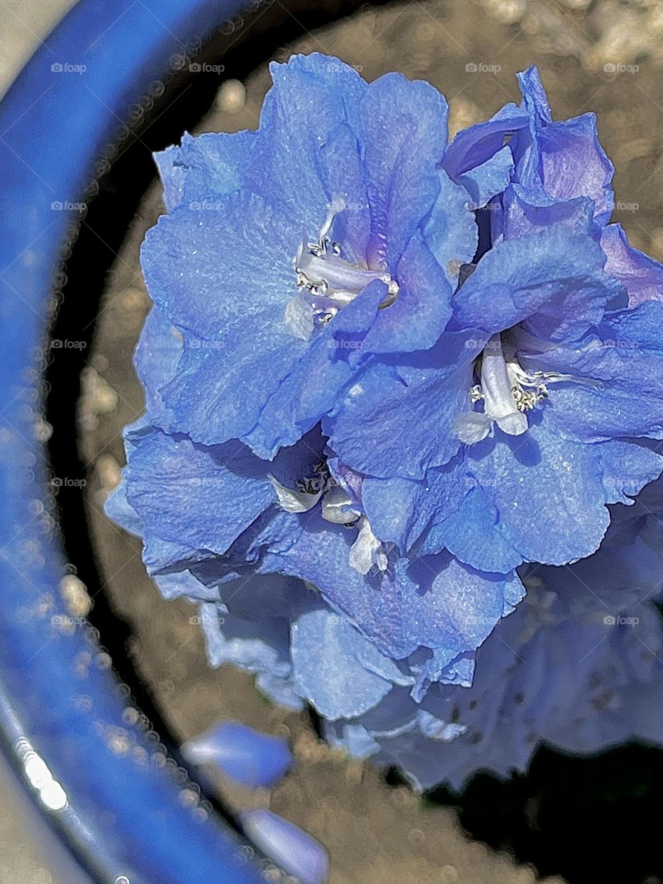 Pastel Blue Delphinium