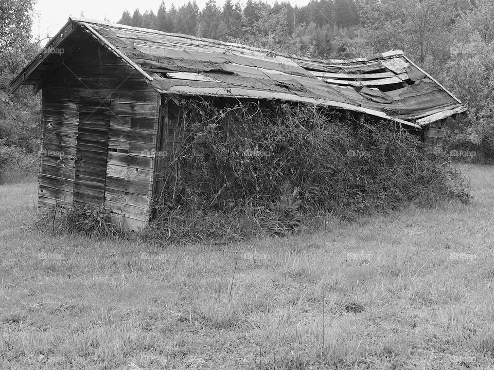 An old weathered barn in the fields in the rural countryside of Oregon.