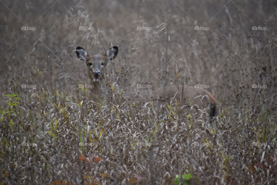 whitetail in hiding