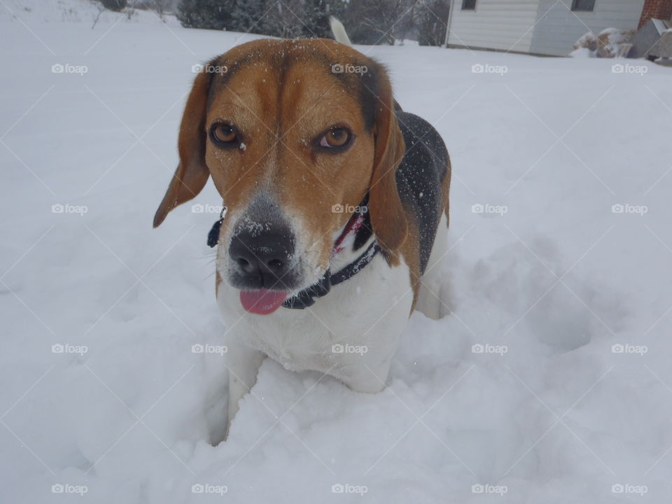 beagle trying to catch snowflakes on his tounge.