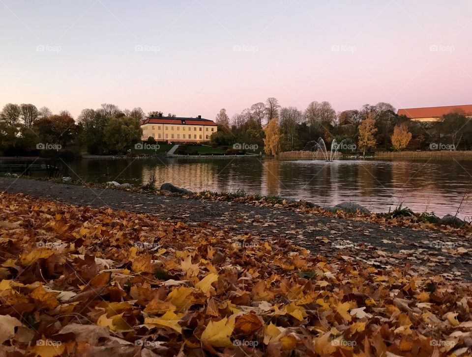 Autumn evening. Pink sky.