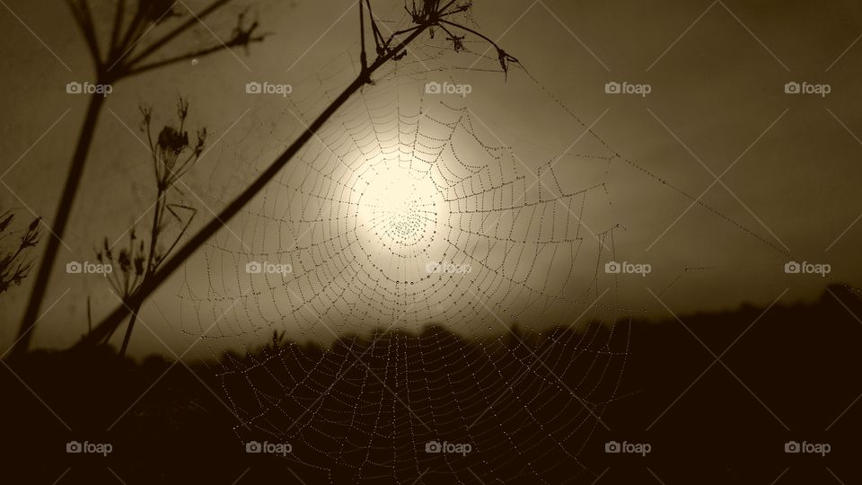 looking at the sun through the spiderweb