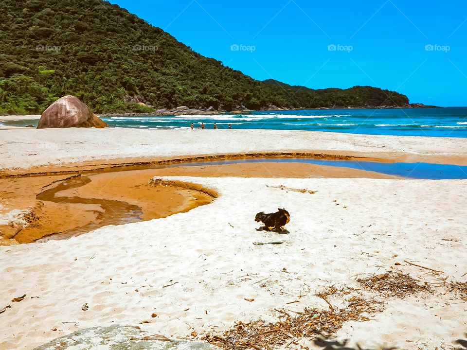 Beautiful shot a dog running on the beach, onPraia do Sono, Brasil. There is river, an estuary, running to the blue ocean.