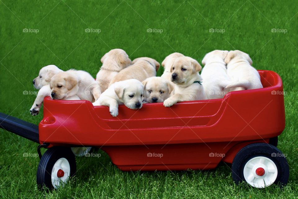 Puppy love, red wagon full of yellow Labrador puppies
