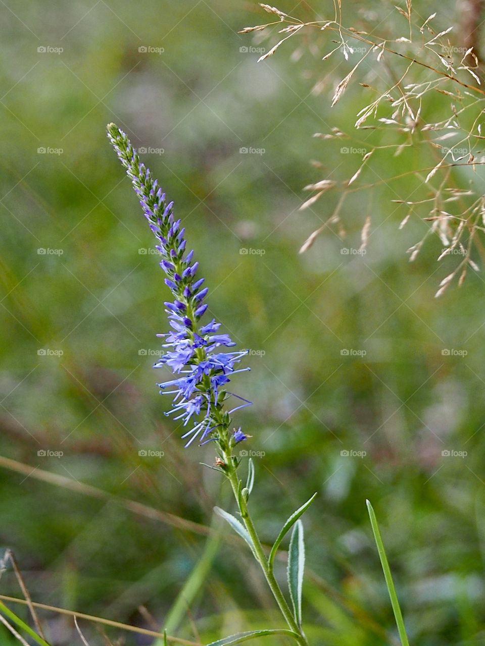 flower beds at the edge of the forest