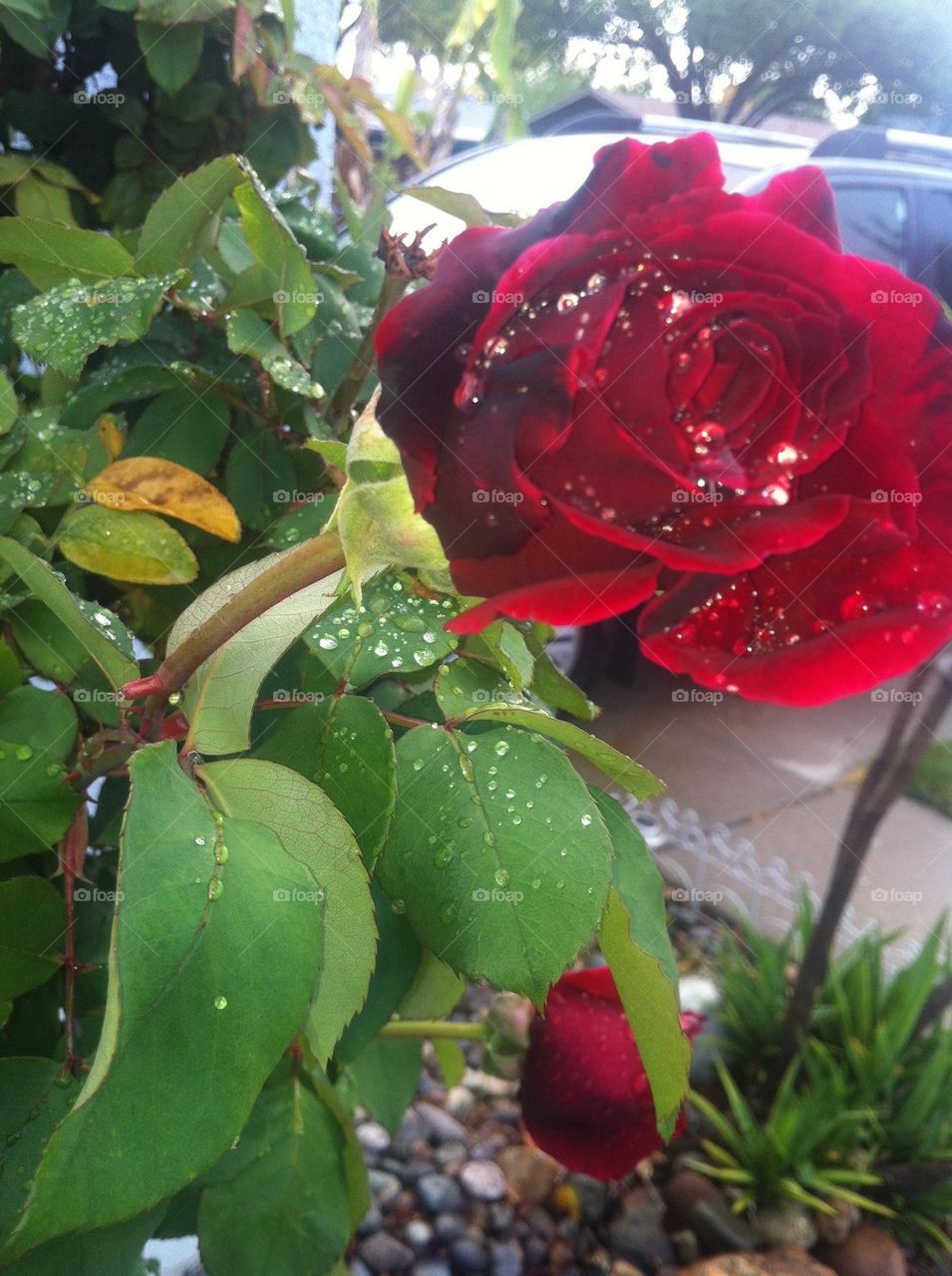 Raindrops Rose