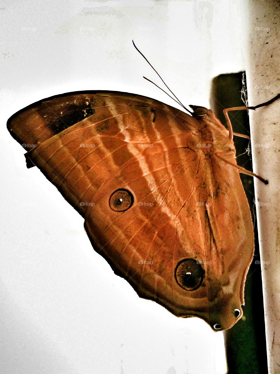 Close-up of owl butterfly