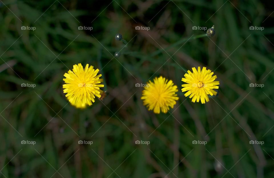 wild flowers bloom in the middle of autumn in the sierras of cordoba, argentina.