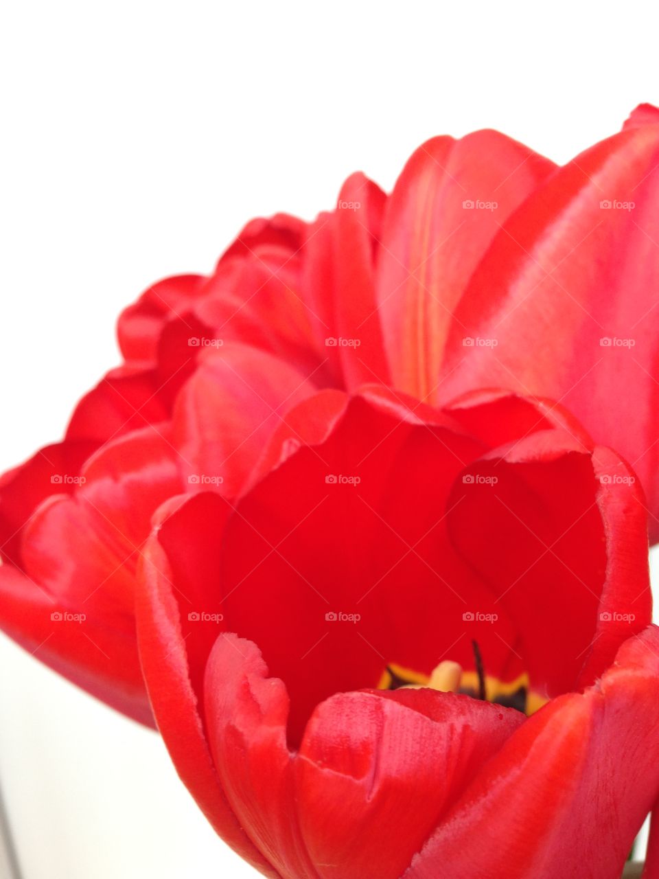 Red tulips on white background 
