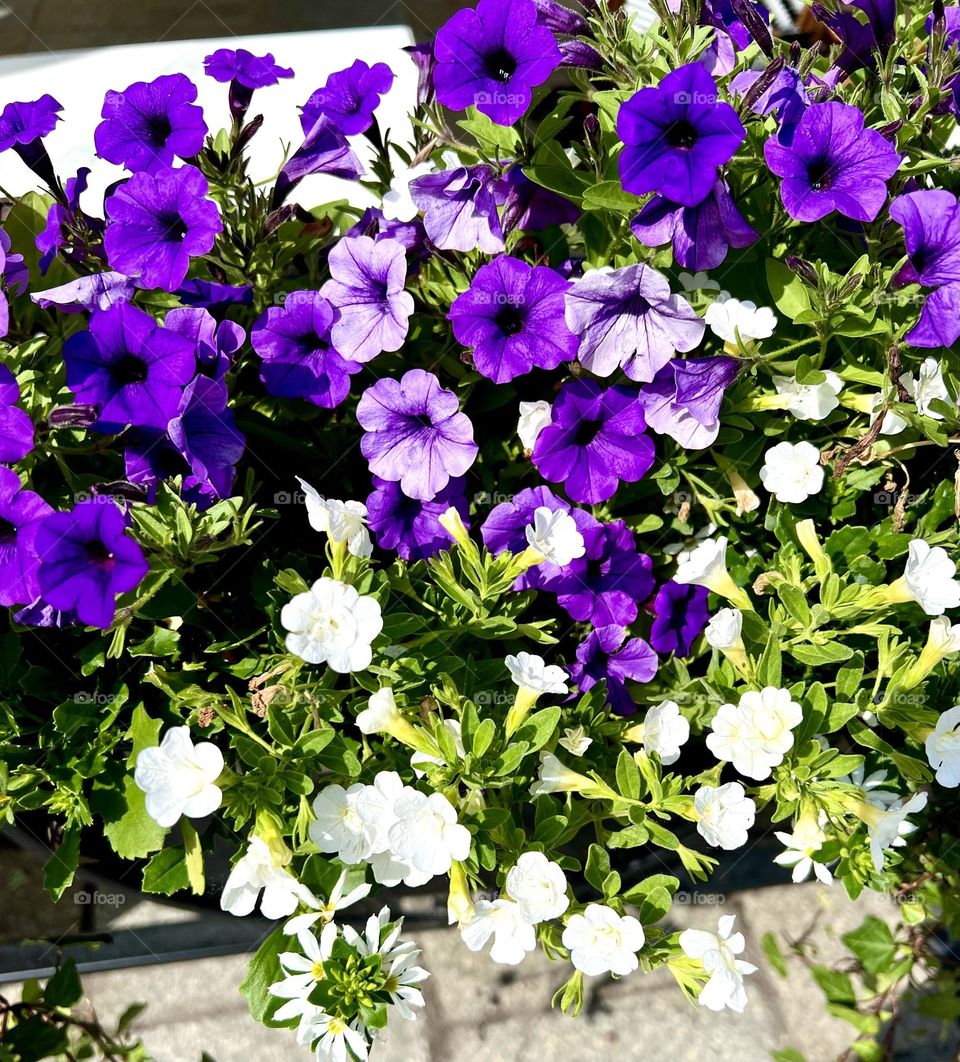 Фиолетовые и белые цветы петунии 