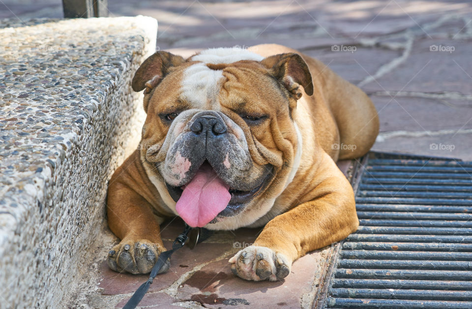 Bulldog lying in a extreme hot day 