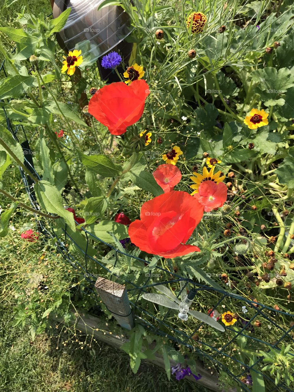 Wildflowers in my organic garden!