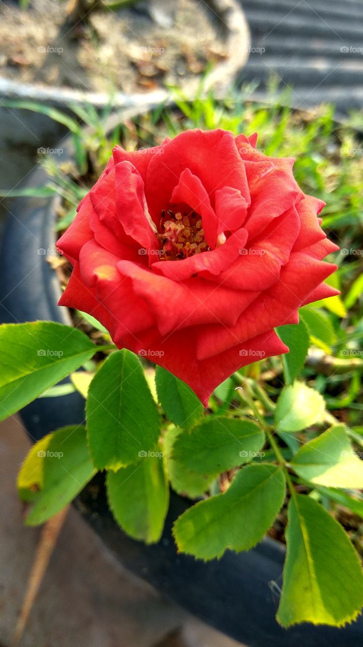 red rose and sunrises on flower