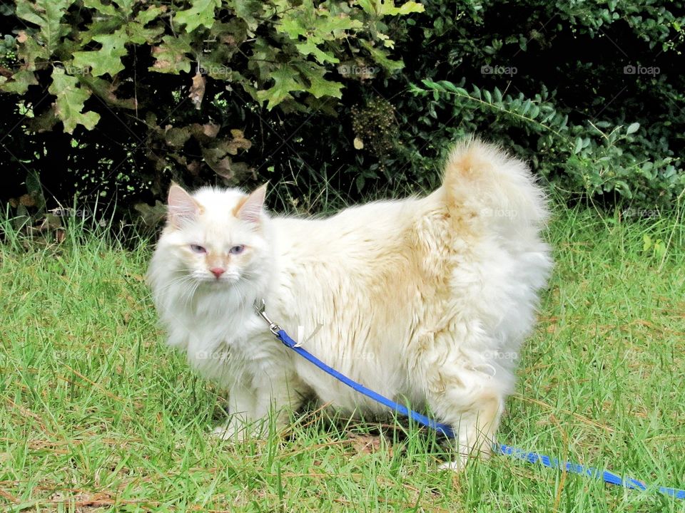 beautiful white American bobtail manix cat outdoors