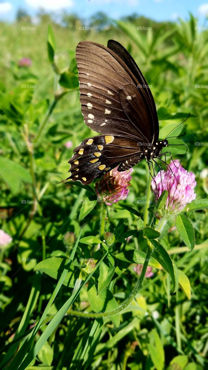 Butterfly, Nature, Summer, Insect, Outdoors