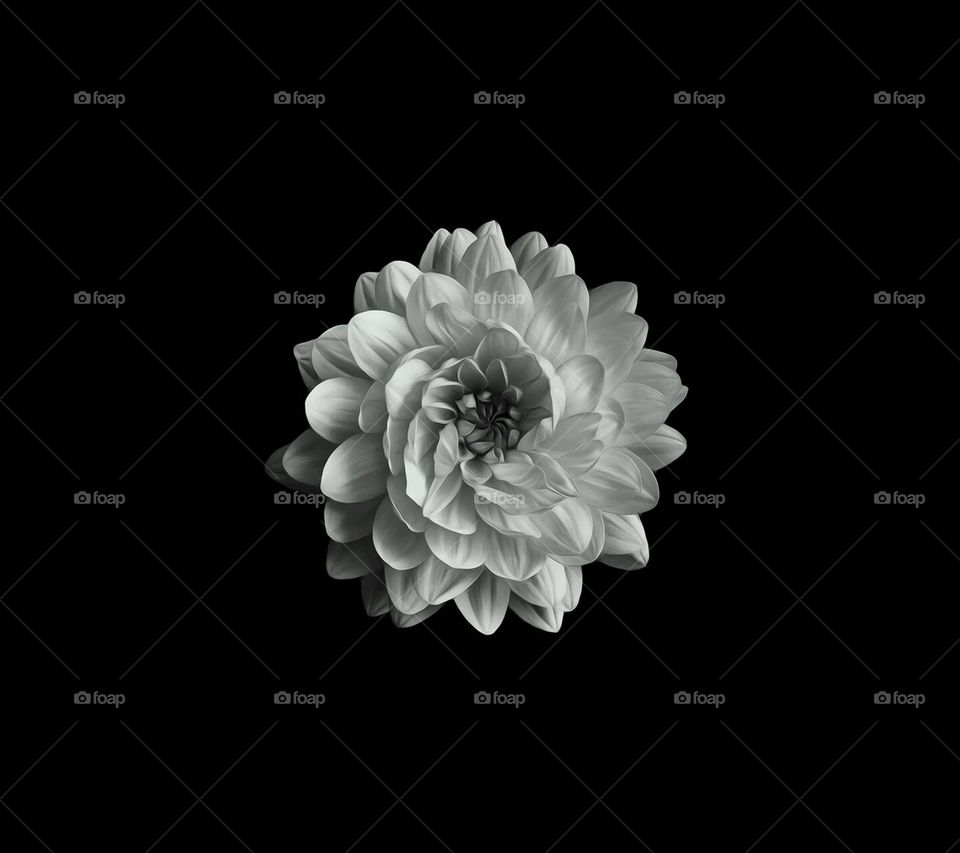 Flower, Nature, Beautiful, Desktop, Blooming