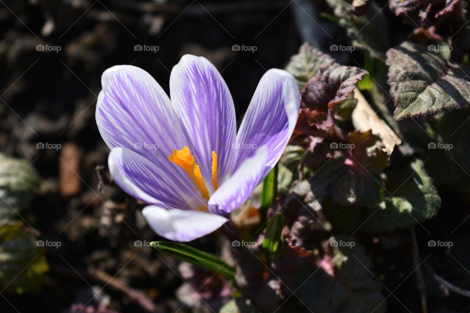 spring crocus flower growing in the ground