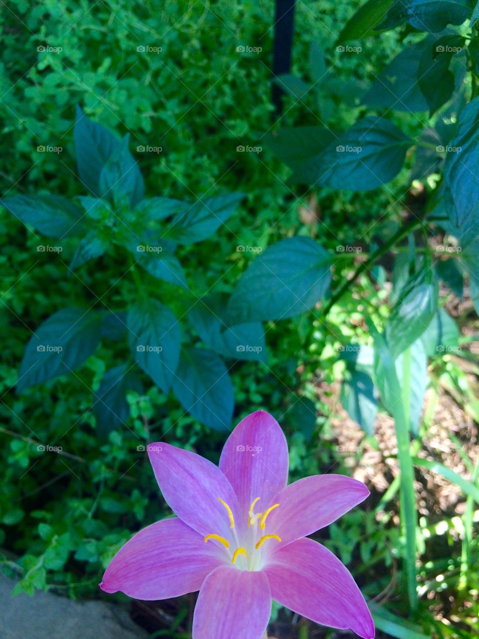 Flowering summer days 