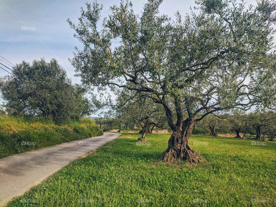 olive trees in green hills in summer. Slovenia.  travel.  vacation.  landscape