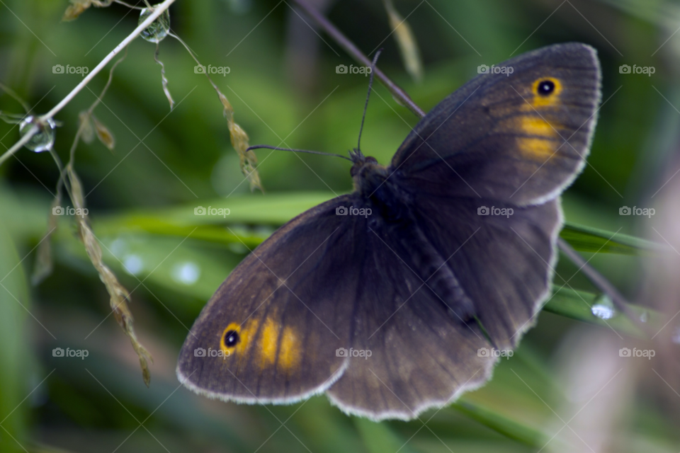 garden butterfly insect wings by gregmanchester
