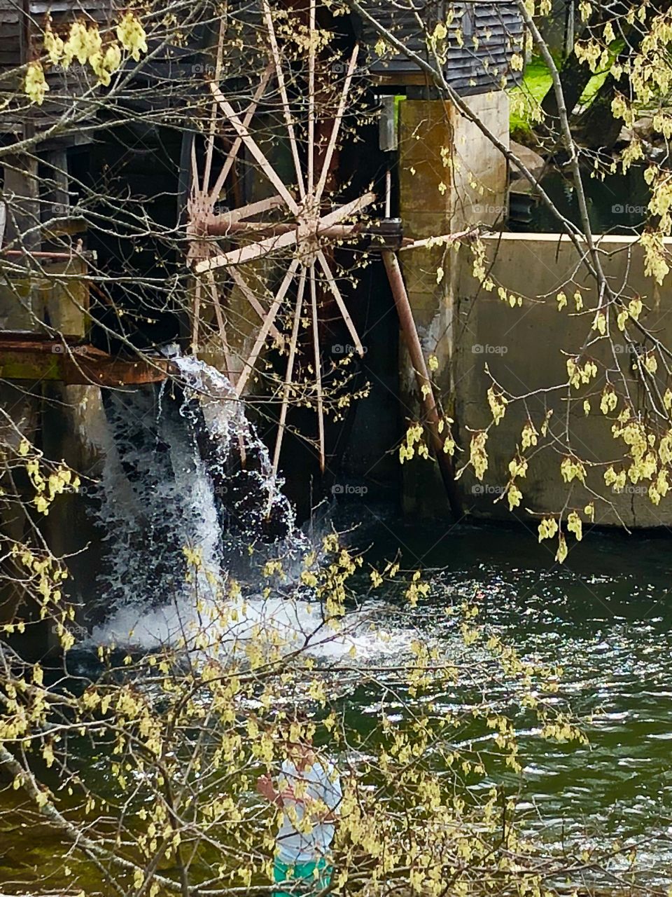 Water cascading over a very old wooden water wheel into a river. 