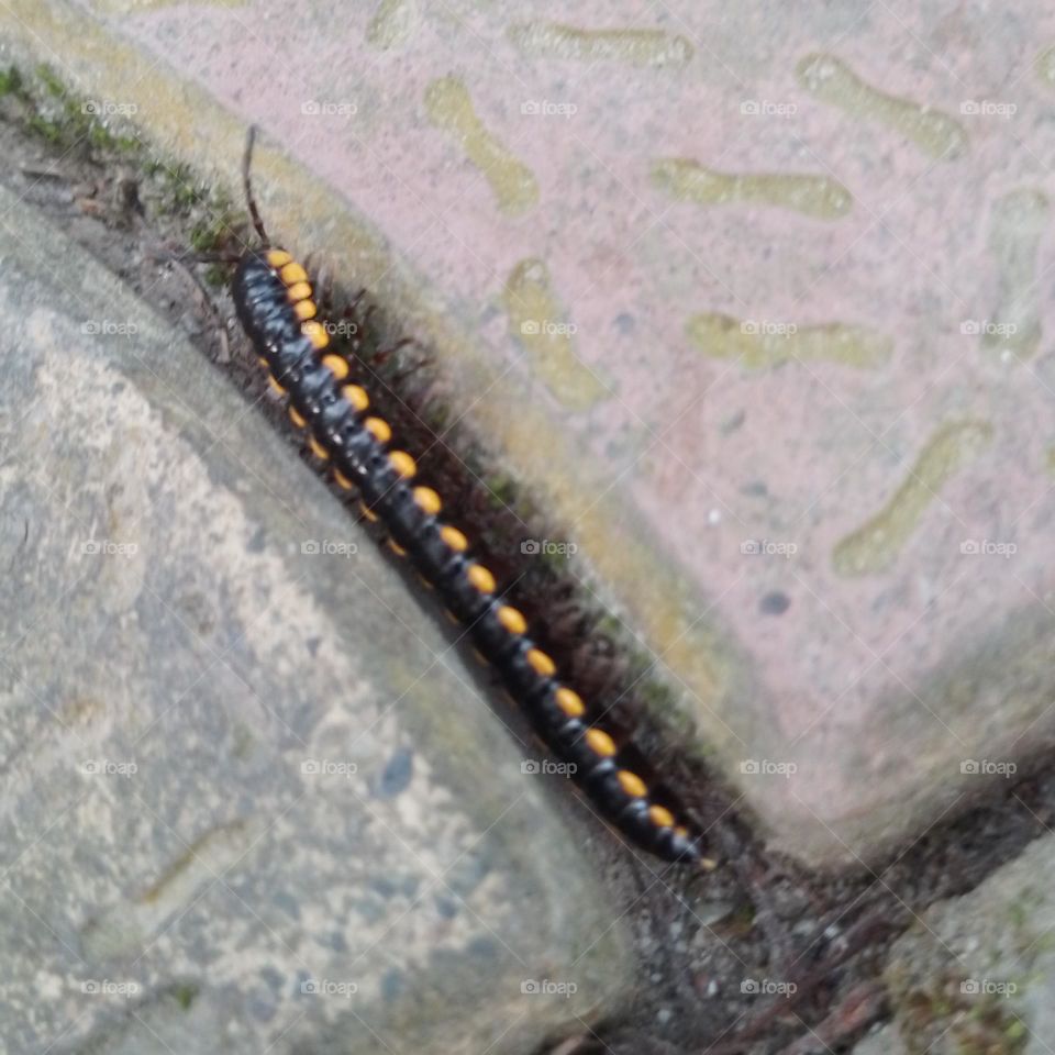 Yellow-spotted millipede