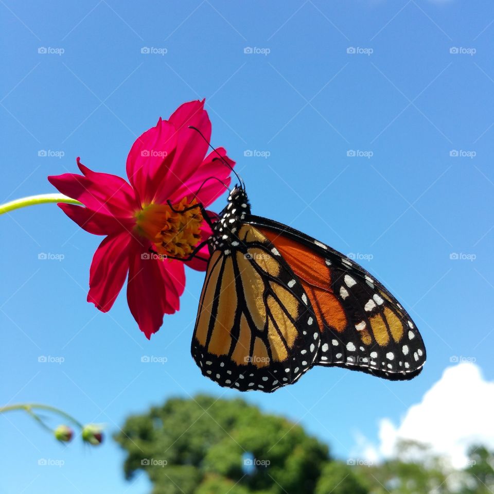 Monarch Butterfly Side
