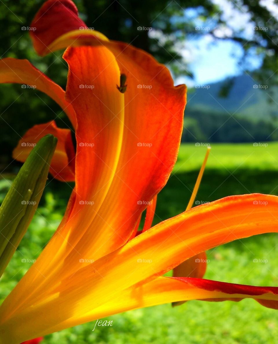 daylily