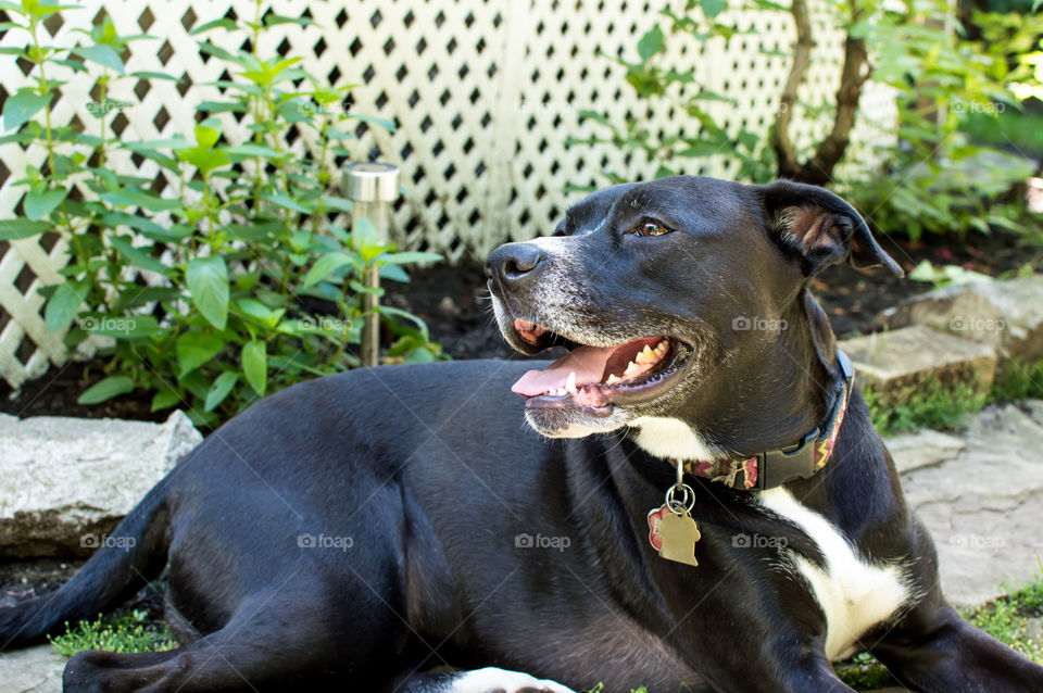 Happy family dog resting on cool garden stones next to fresh growing mint plants on hot summer day with smile on face dog breed is Boxador a Labrador mix breed black and white dog 