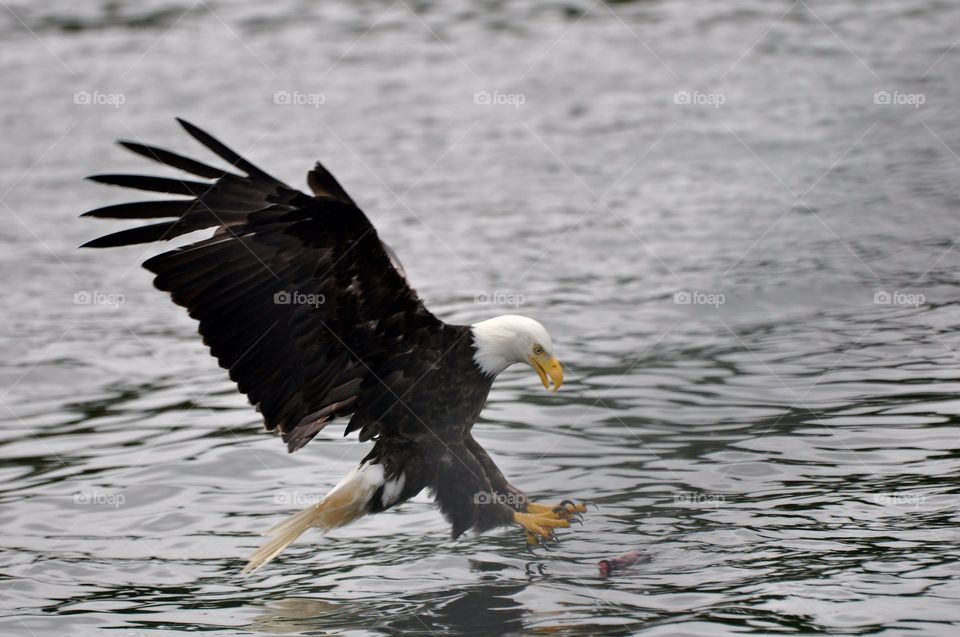 Fishing bald eagle