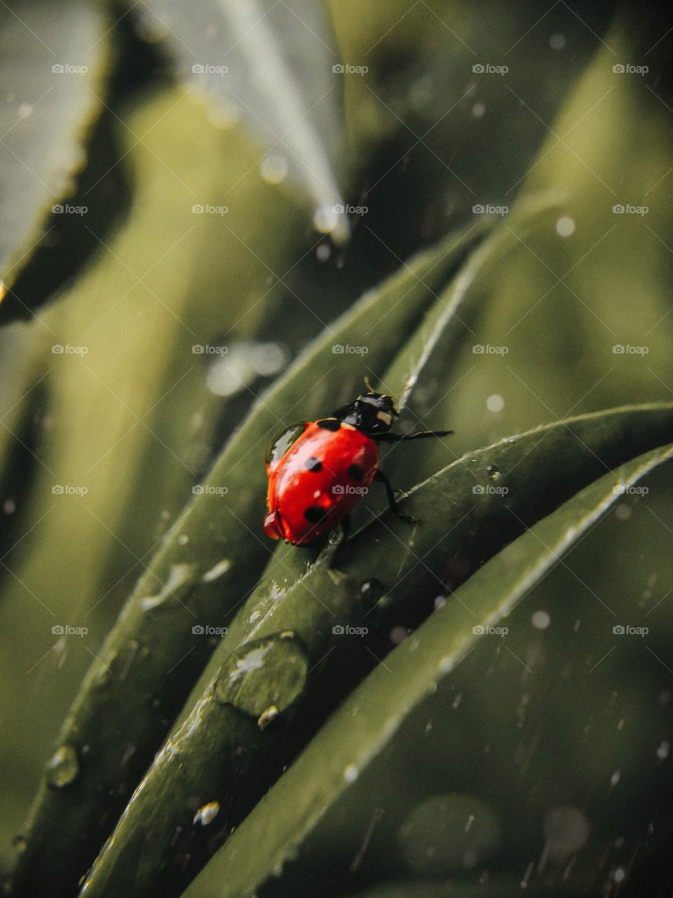 ladybug sitting on a green grass