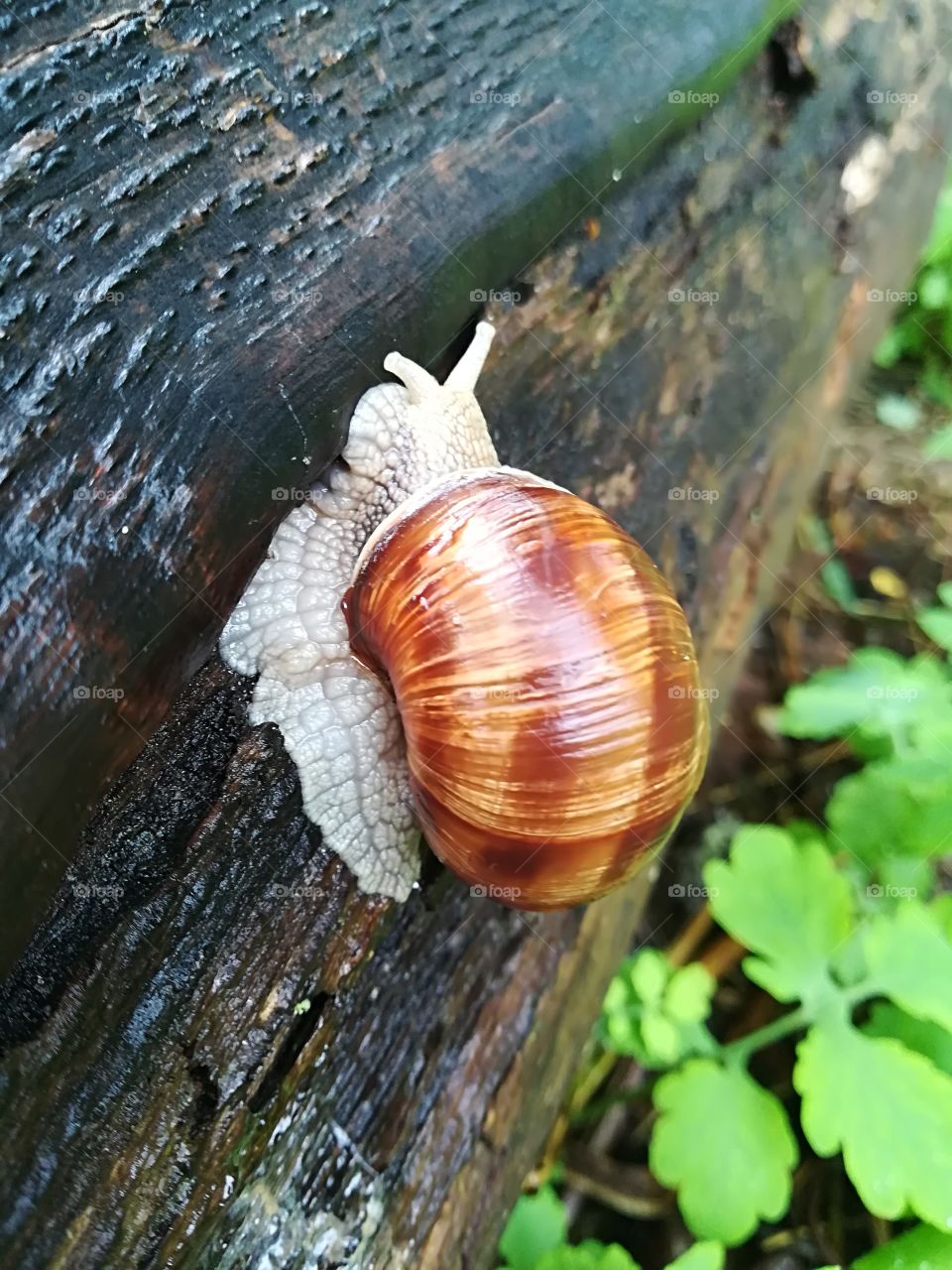 Mr Snail