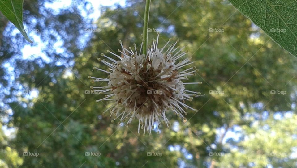 Spiky Seed. hanging seed pod?