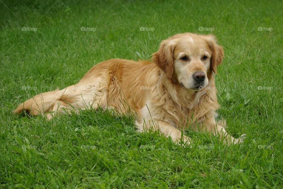 Dog sitting on grass