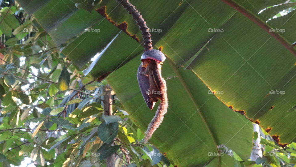 squirrel on plankton