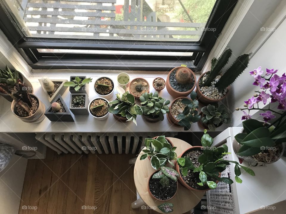 House plants
