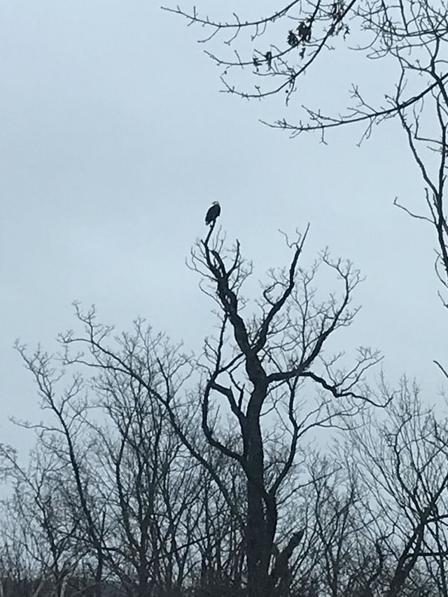 Bald Eagle